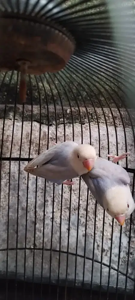 Lovebird pf blue paud