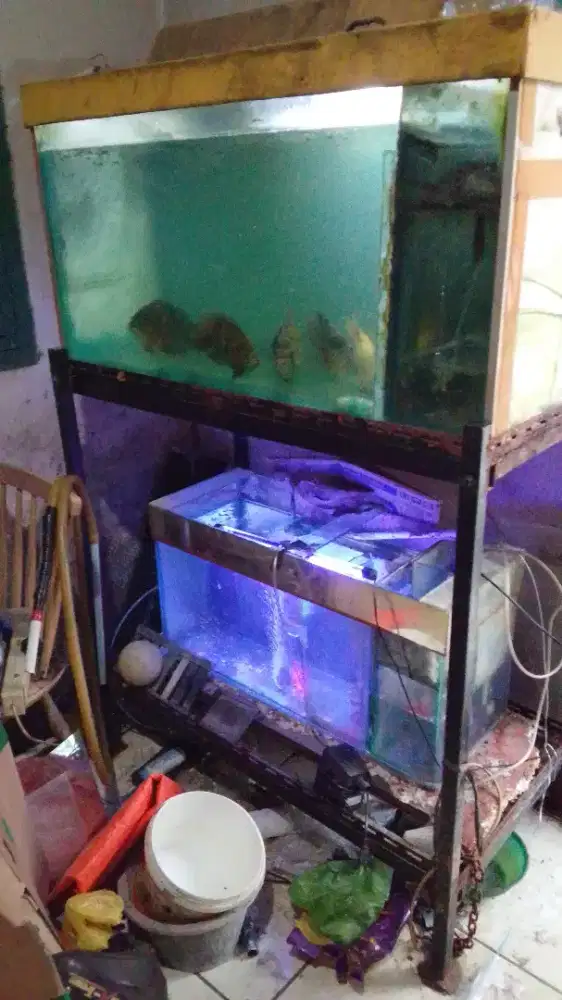 DI JUAL AQUARIUM & IKAN LOBSTER 6 EKOR & LOHAN 2 EKOR Rp. 800.000.
