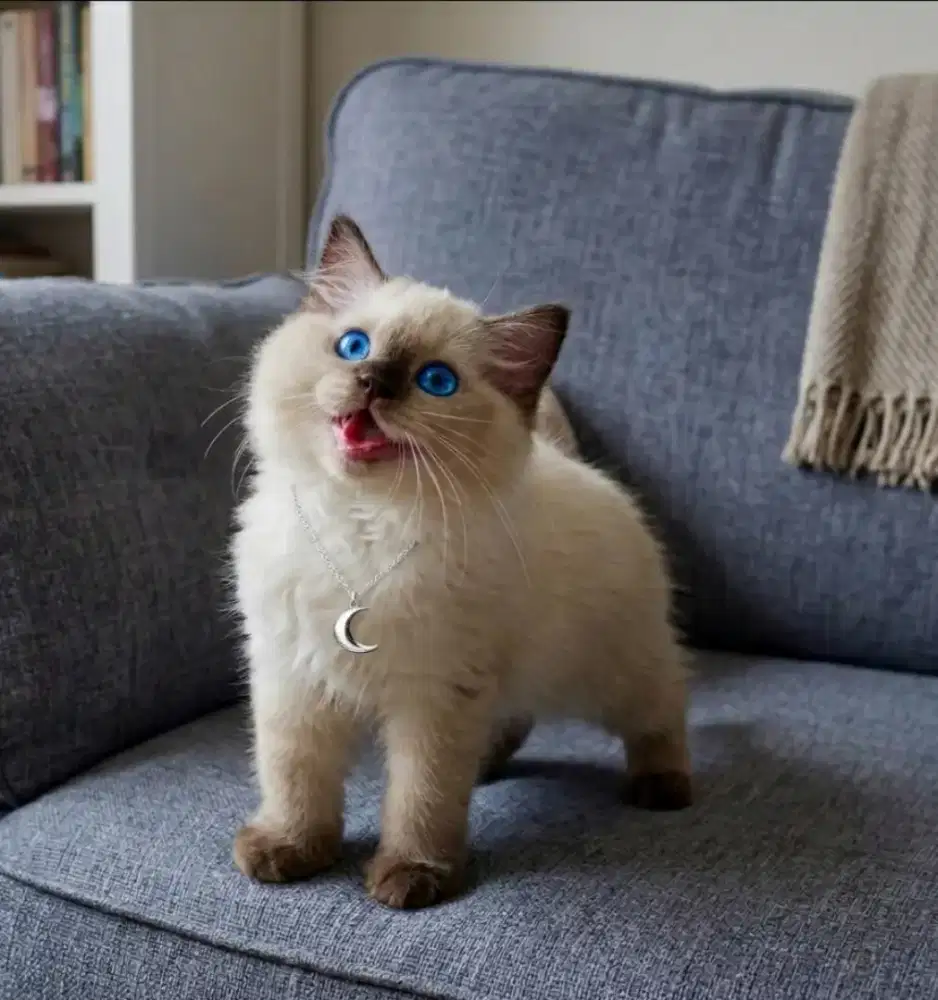 Ragdoll Seal Point Betina dan Jantan