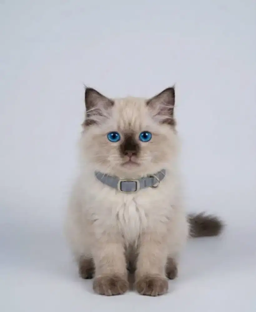 Ragdoll Jantan dan Betina