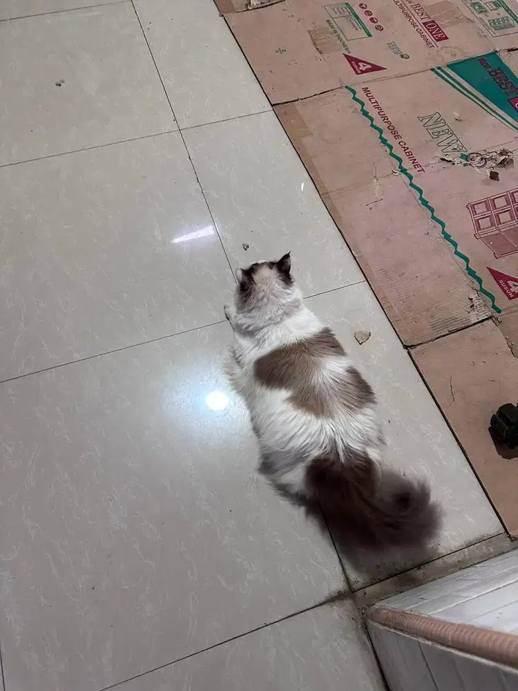 Ragdoll Jantann sehat