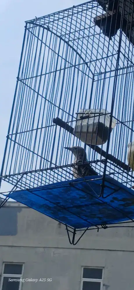 Burung jalak kapas