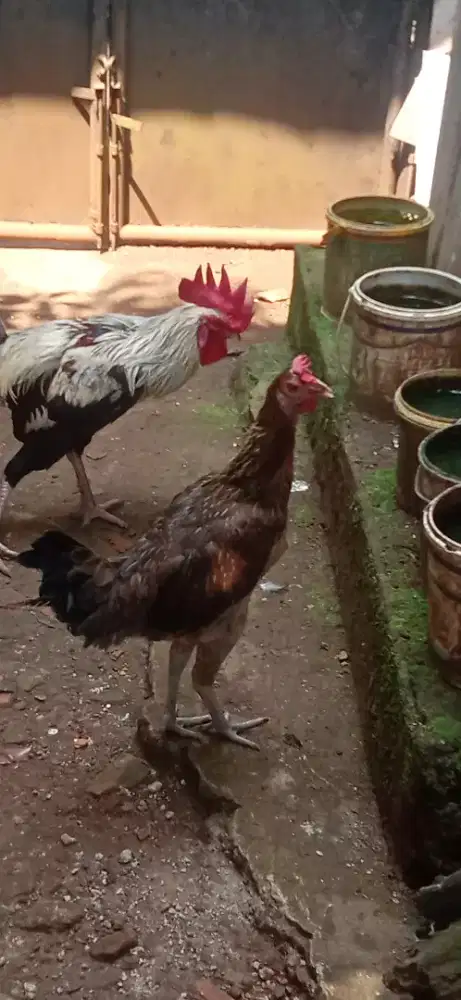 Sepasang Pelung Mapan