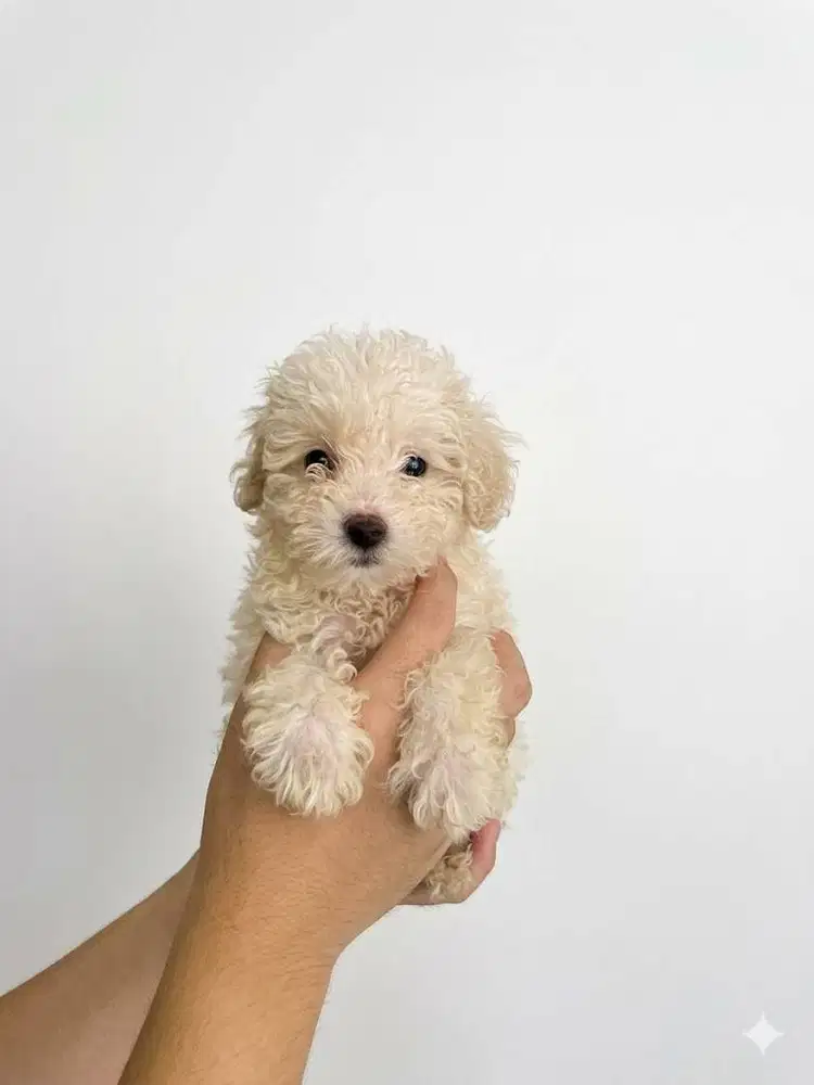 Toy Poodle Surabaya Betina Light Apricot (Stambum & Vaksin Lengkap)