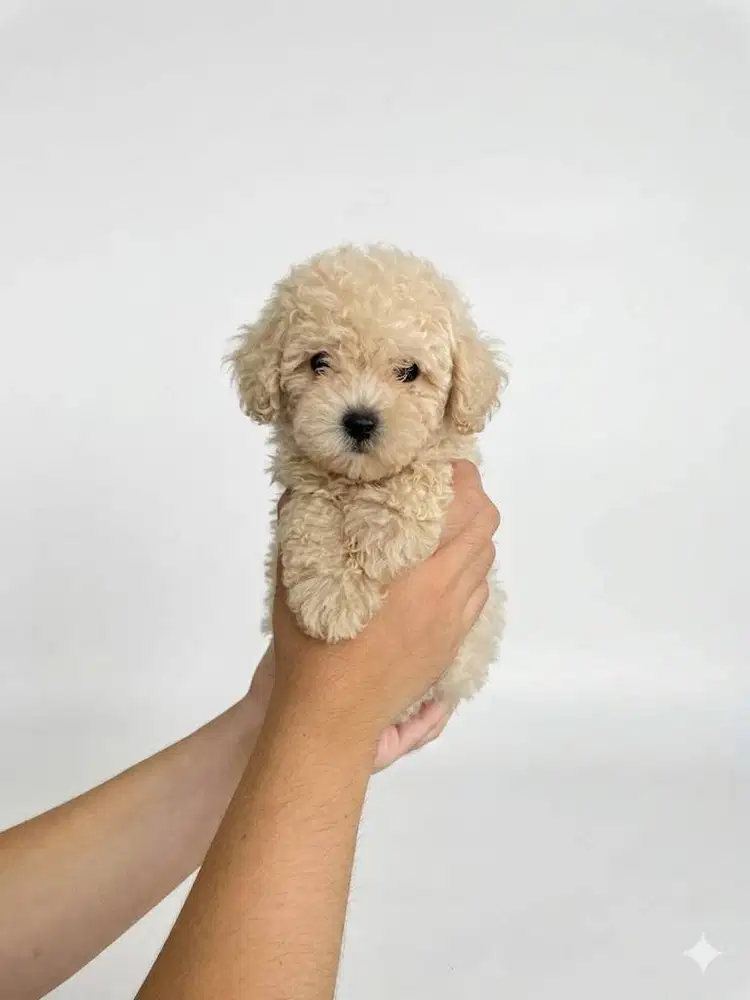 Toy Poodle Surabaya Betina Light Apricot (Stambum & Vaksin Lengkap)