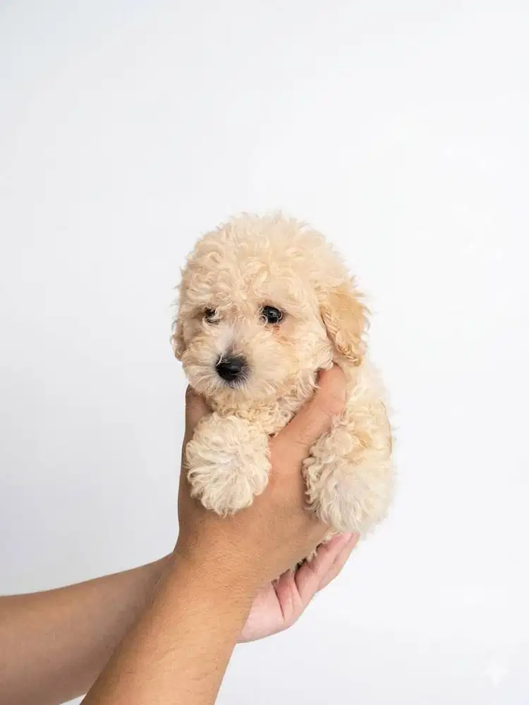 Toy Poodle Surabaya Jantan Light Apricot (Stambum & Vaksin Lengkap)