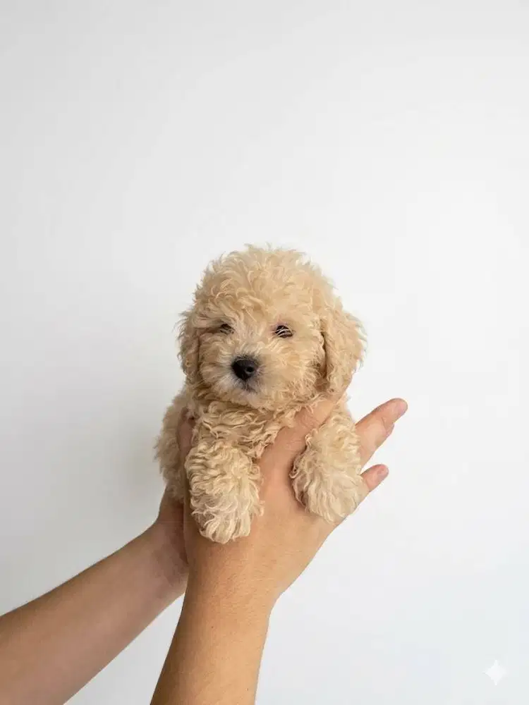 Toy Poodle Surabaya Jantan Light Apricot (Stambum & Vaksin Lengkap)