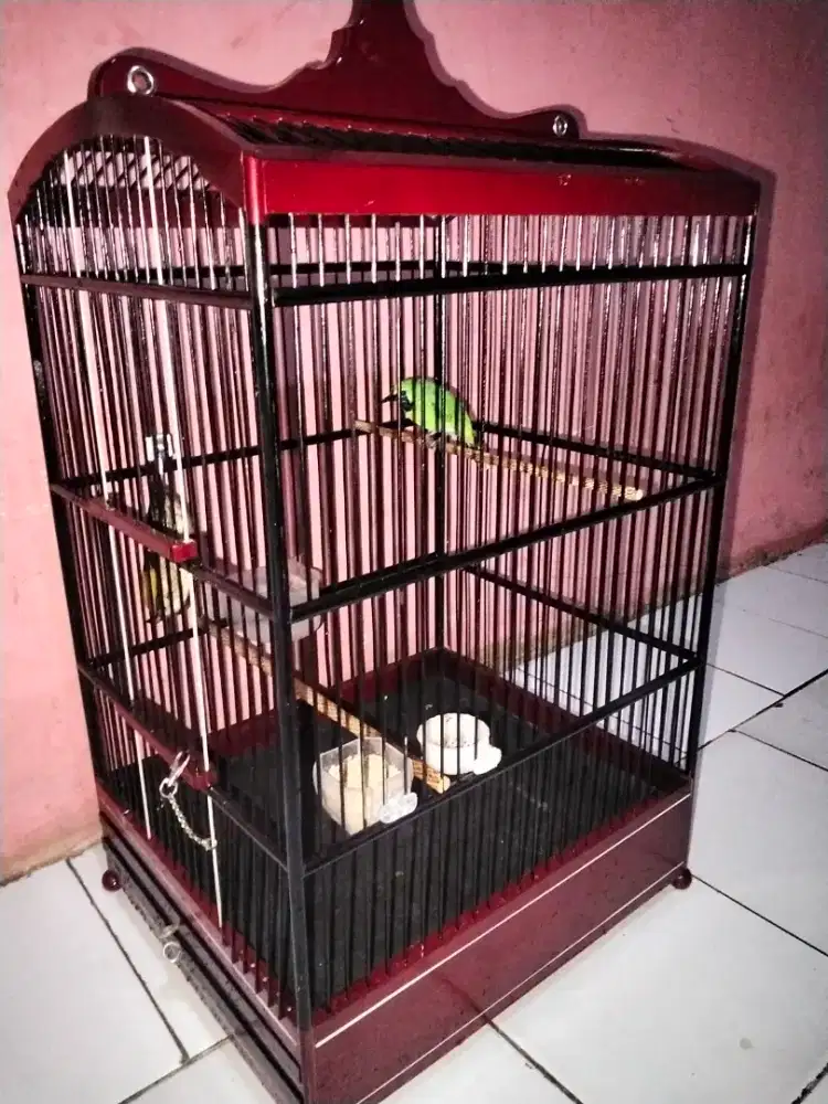 Kandang no 3  replika super masih kinclong