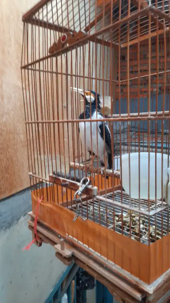 Burung jalak suren gacor jinak