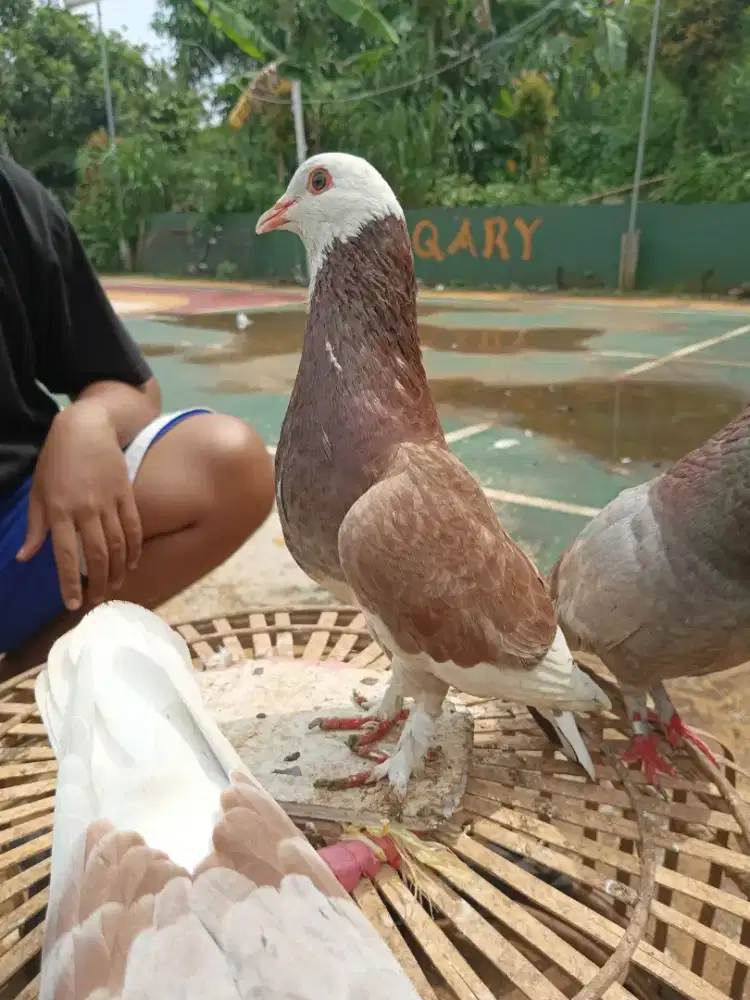 Merpati blantong ekput slip 3