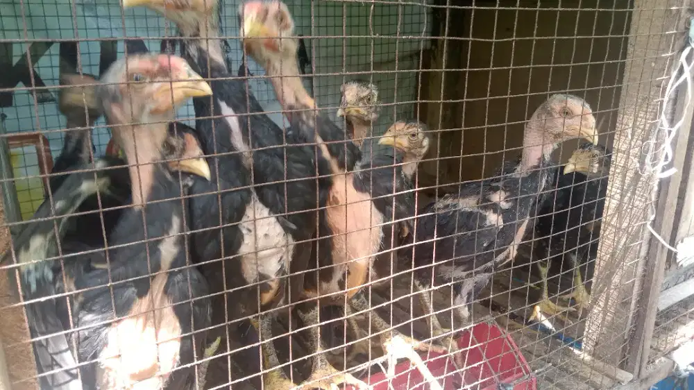 Jual anak ayam trah juara