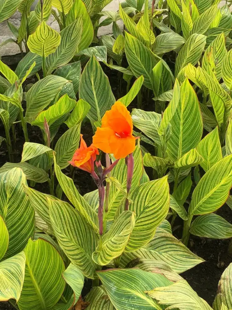 Pekerjaan Paruh Waktu/Remote/WFH/WFA/WFC