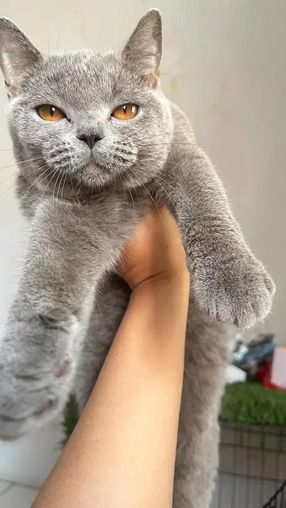 ADOPT KUCING BSH BETINA