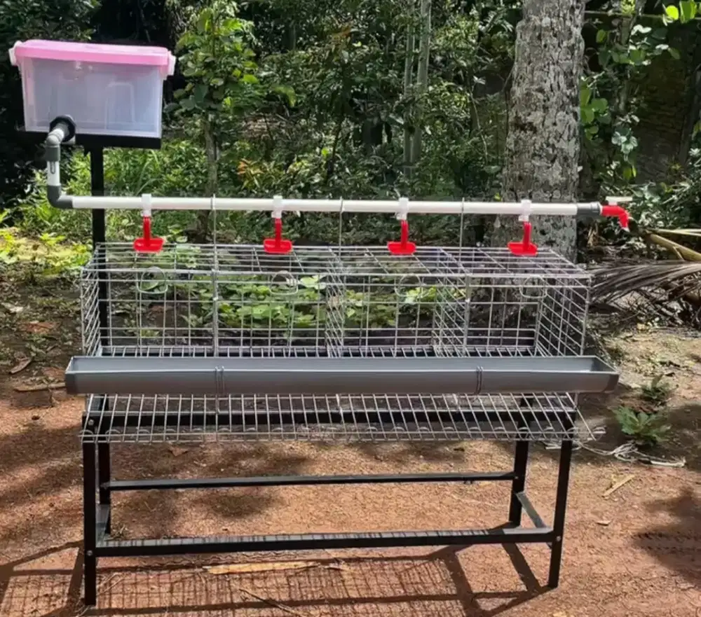 Kandang ayam petelur