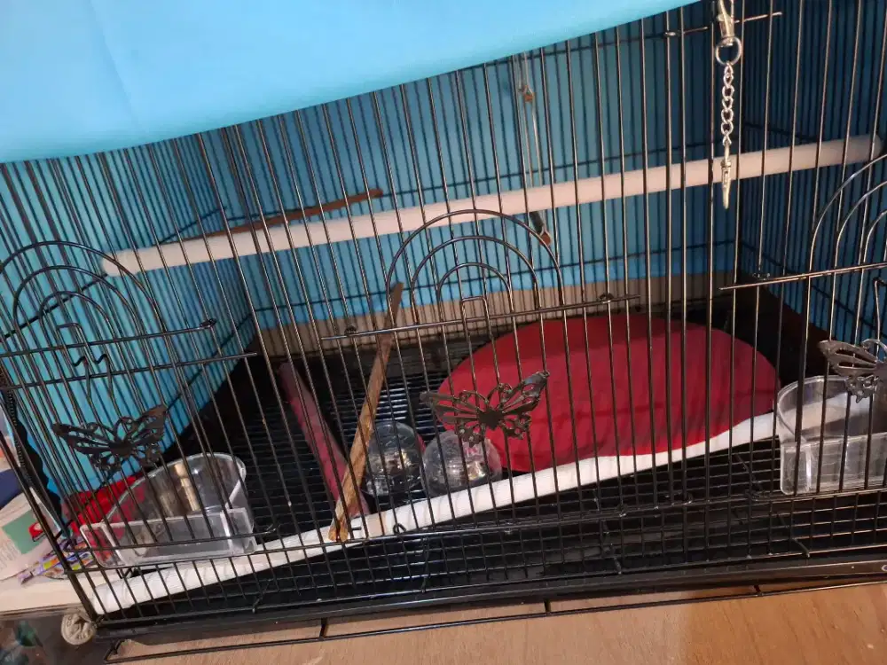 Kandang kotak lovebird atw burung kecil 60x40 cm