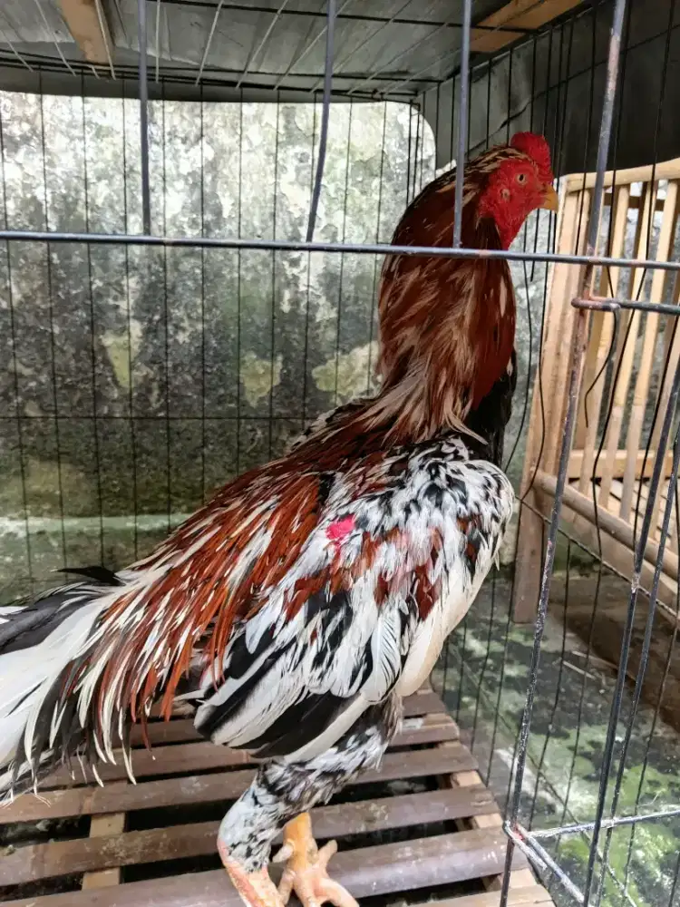 Ayam bangkok buat pacrk