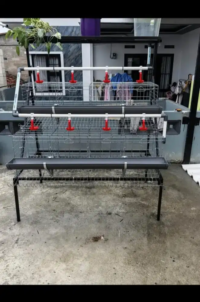 Kandang ayam petelur 16e