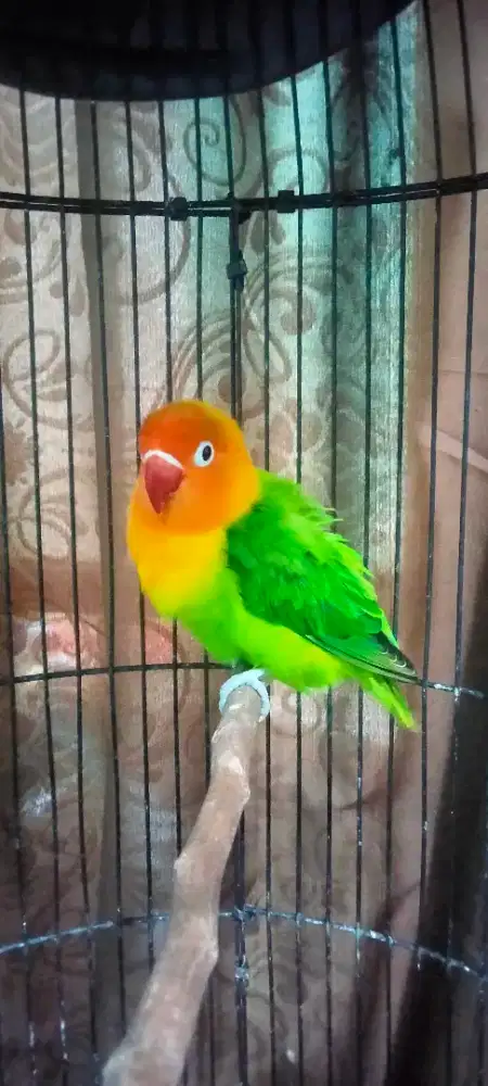 Lovebird biola green betina