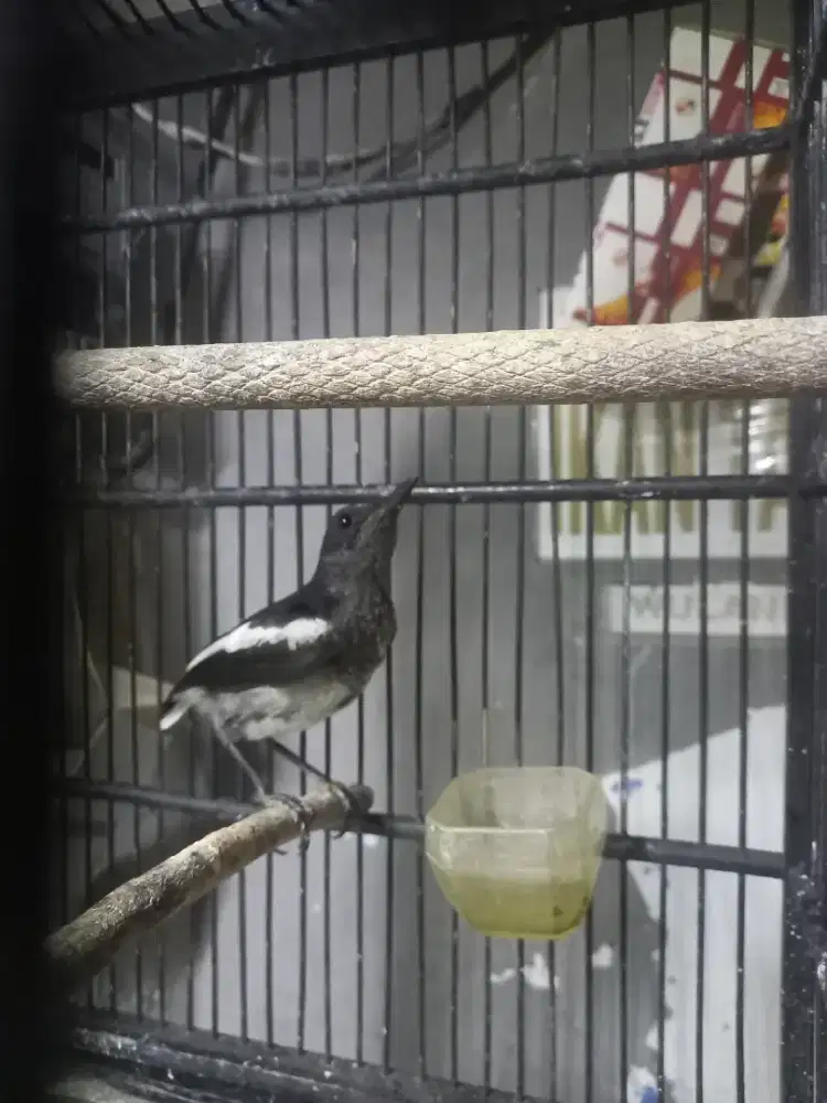 Kacer Masih Trotolan