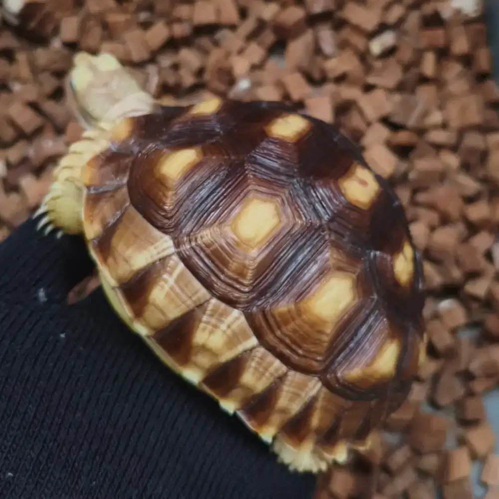 Sulcata tiger 12 cm dome & bulet