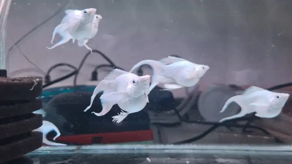 Molly balon platinum cawang