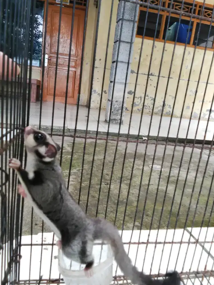 SUGAR GLIDER+KANDANG KOTAK 2
