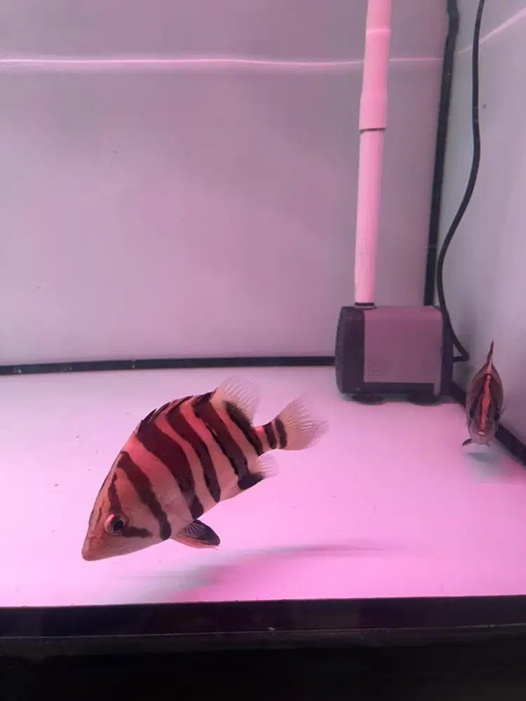 IKAN DATZ UKURAN 15cm