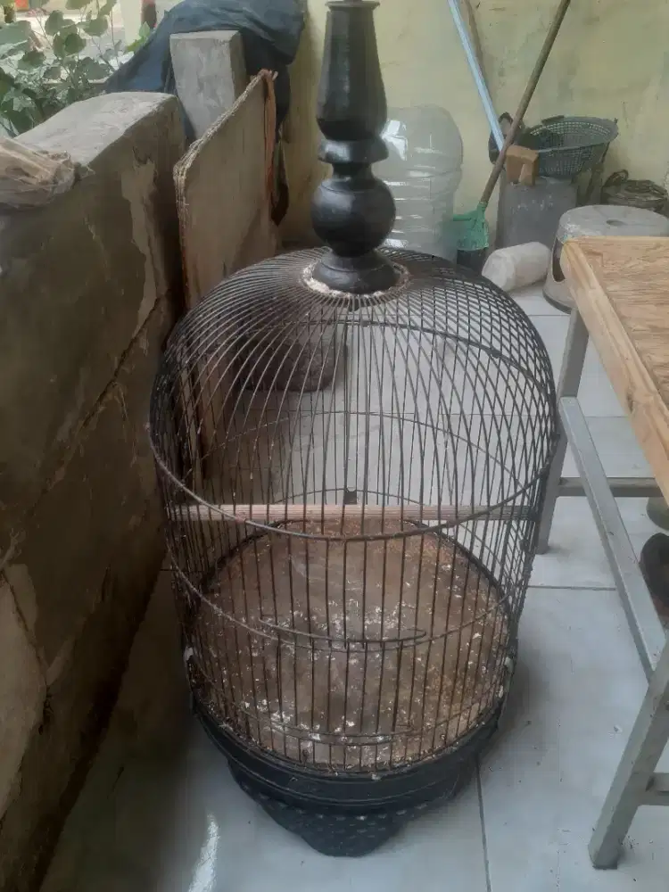 Kandang lb tanggung di BSD