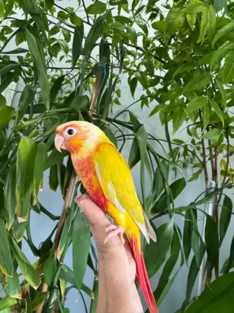 Suncheek Conure Red Factor Super Cantik