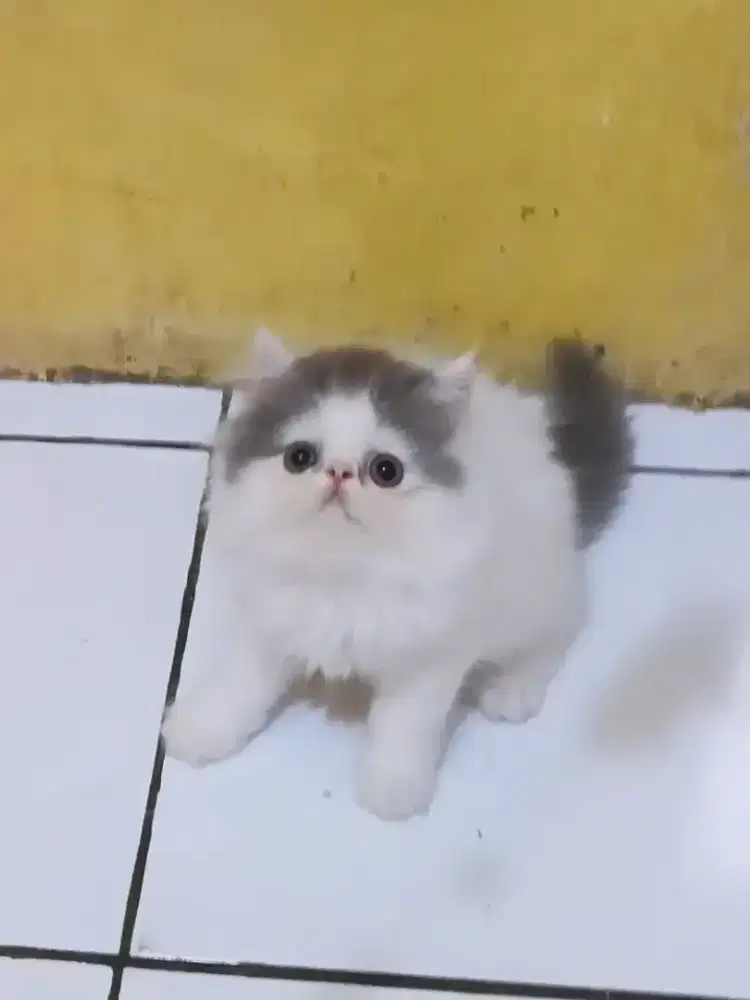 Kucing Persia Peaknose Jantan Abu Putih