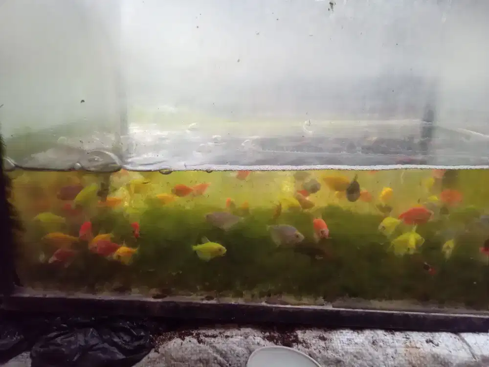 Jual borongan angkut semua