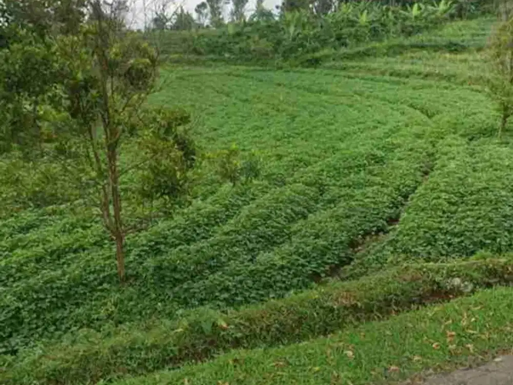 Jual tanah mandirancan