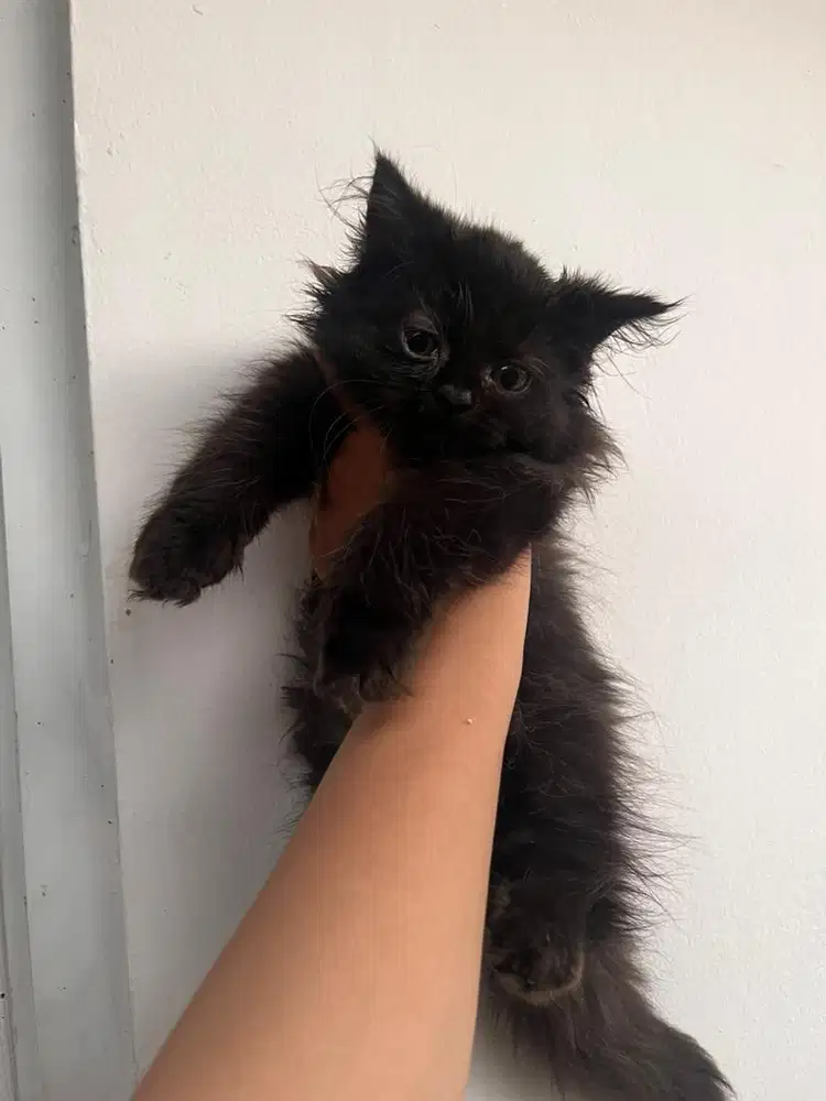 Open adop Persia medium