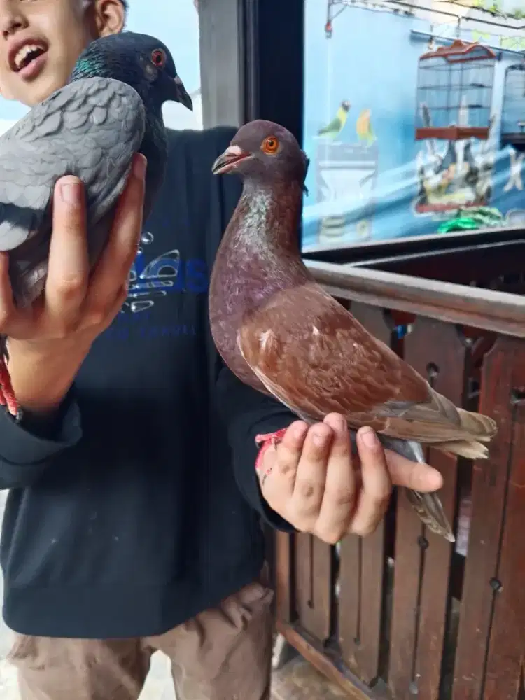 Merpati/dara  posisi mangkat jambul