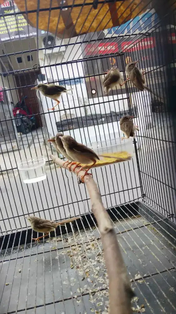 Ciblek sawah purtotal