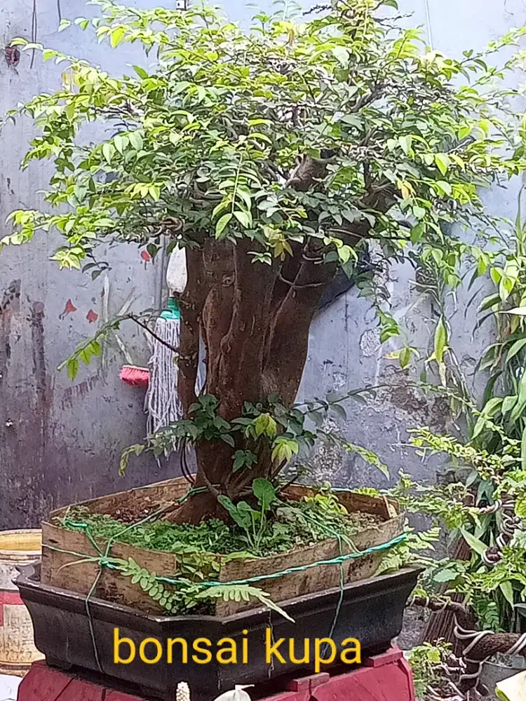 Bonsai kupa & Asem Jawa ada di Gedebage