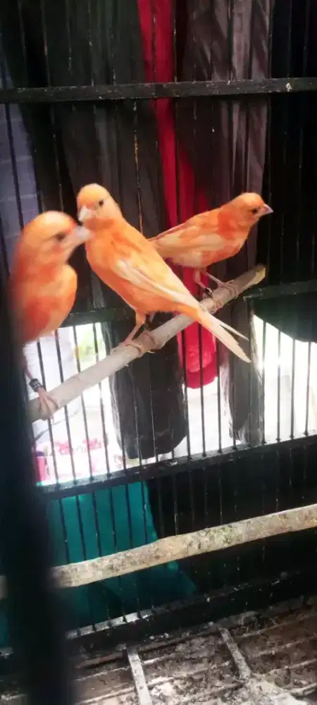 3 ekor paud merlok mutasi