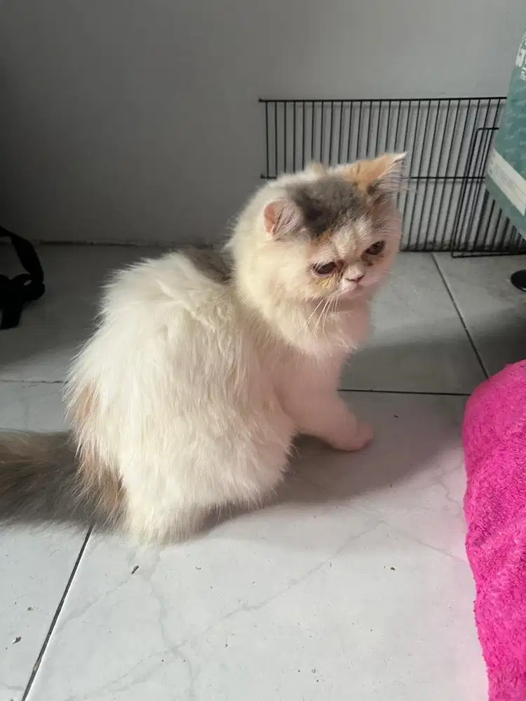 Ready to adopt kucing calico peak nose