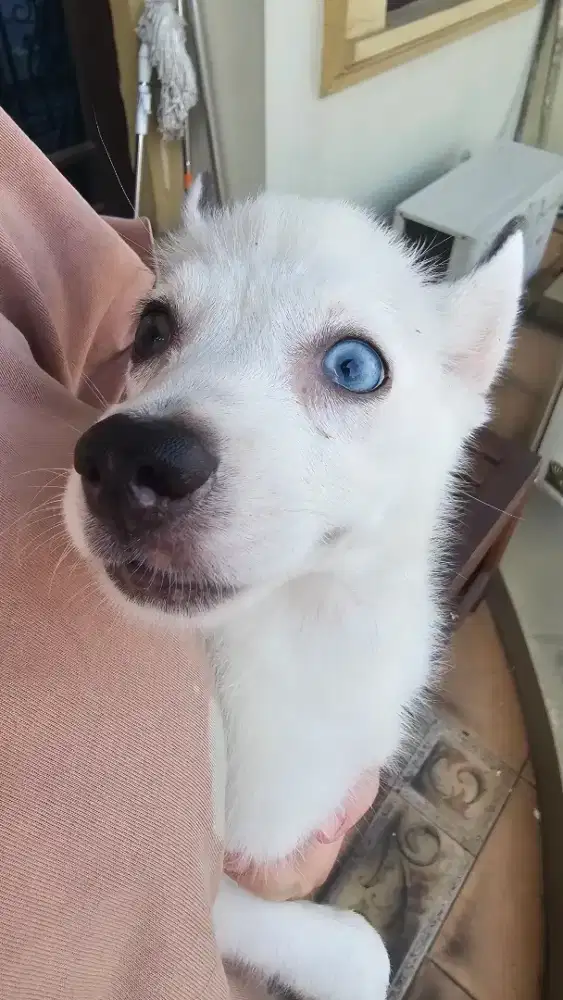 Pomsky anak anjing betina 2,5 bulan