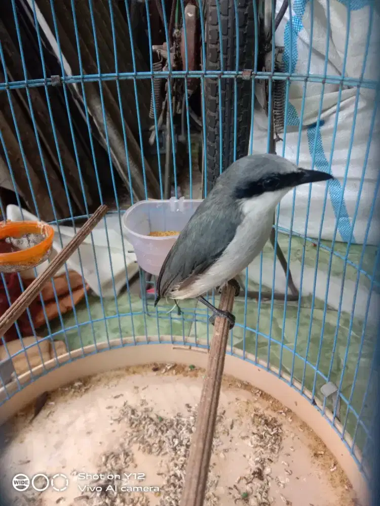 jual burung jinjing petulak jantan udh makan pur total jinak