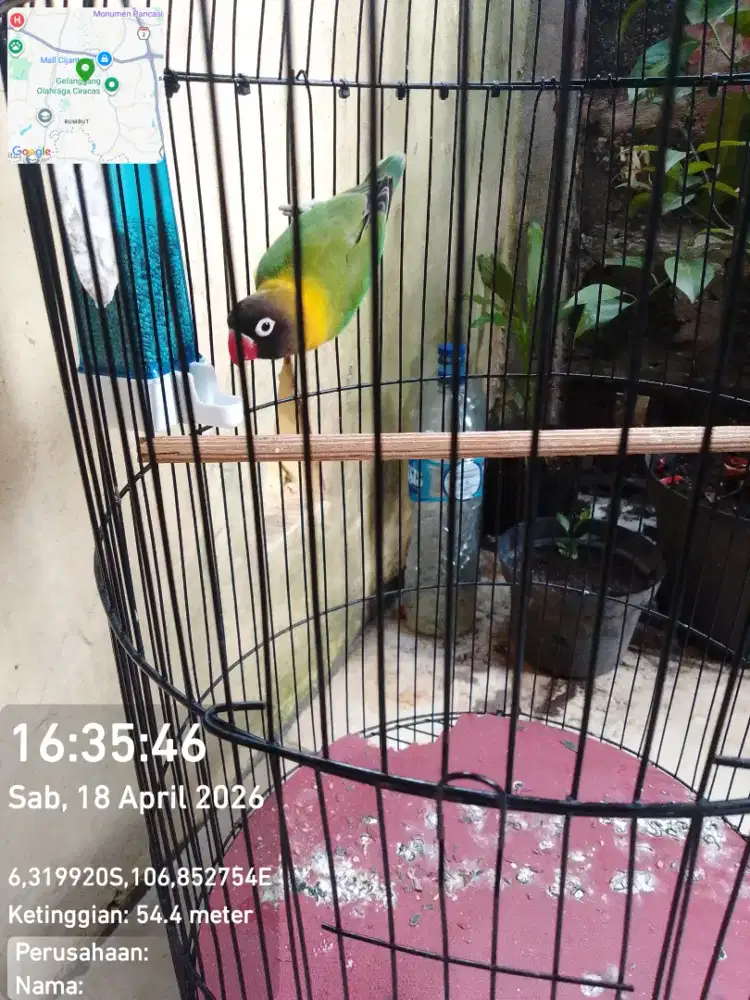 Burung Lovebird fullset