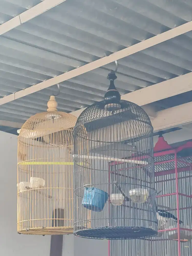 Kandang Besi Love Bird
