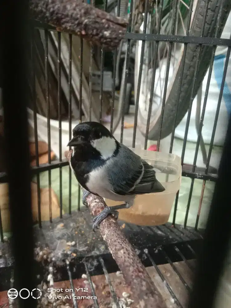 jual burung glatik watu jantan bunyi udh makan pur total