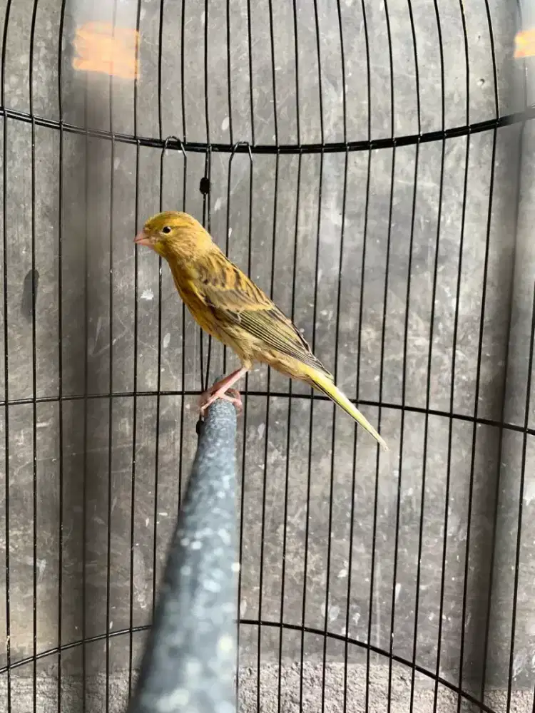 Kenari paud AF RASMI BODY PANJANG