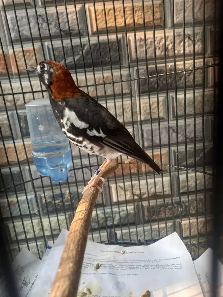 BURUNG ANIS KEMBANG AKTIF NGERIWIK