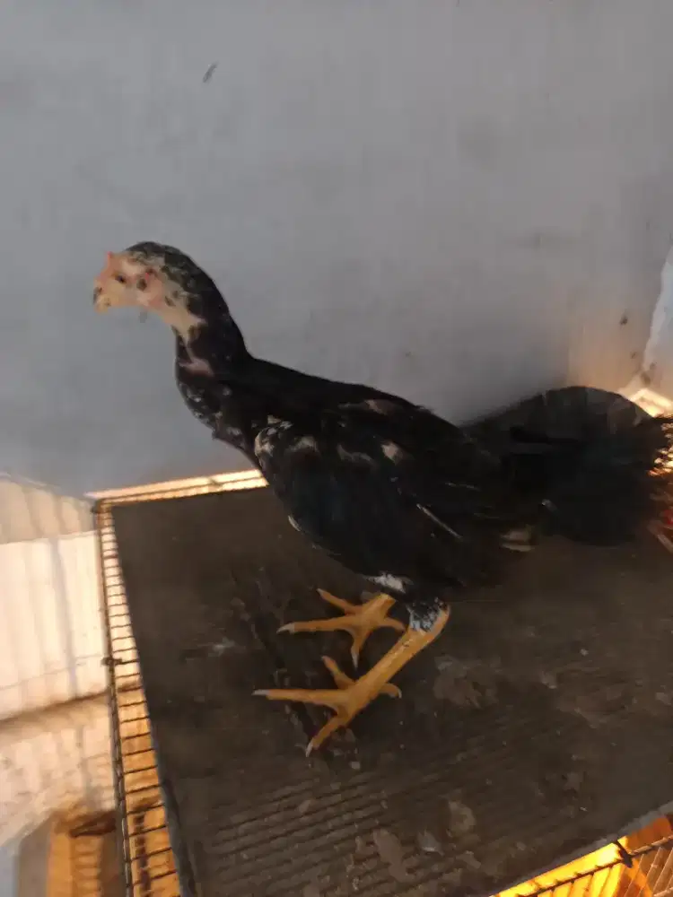 Ayam pama iq jambul x pakoy