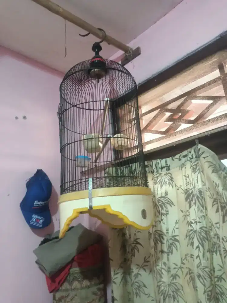 Kandang burung  bekas ijo
