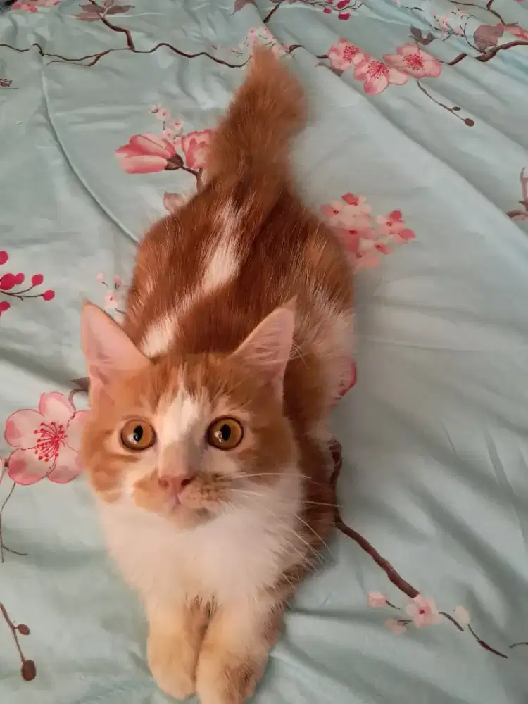 Kucing Persia Munchkin Jantan