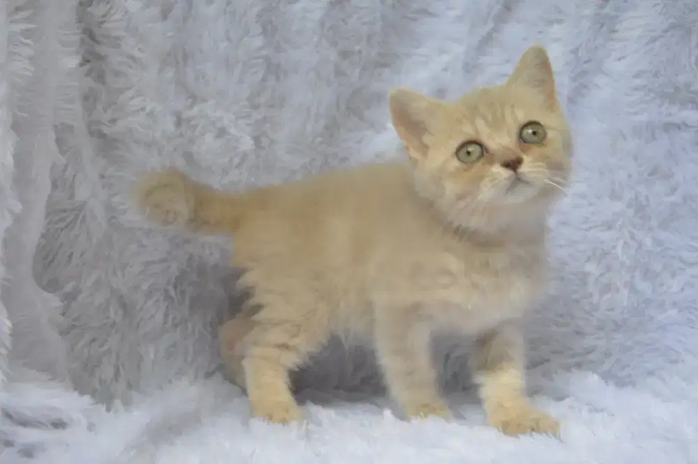 Bsh golden lilac betina