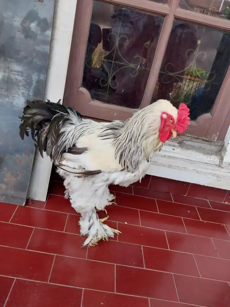 Ayam Brahma Jantan dan Betina